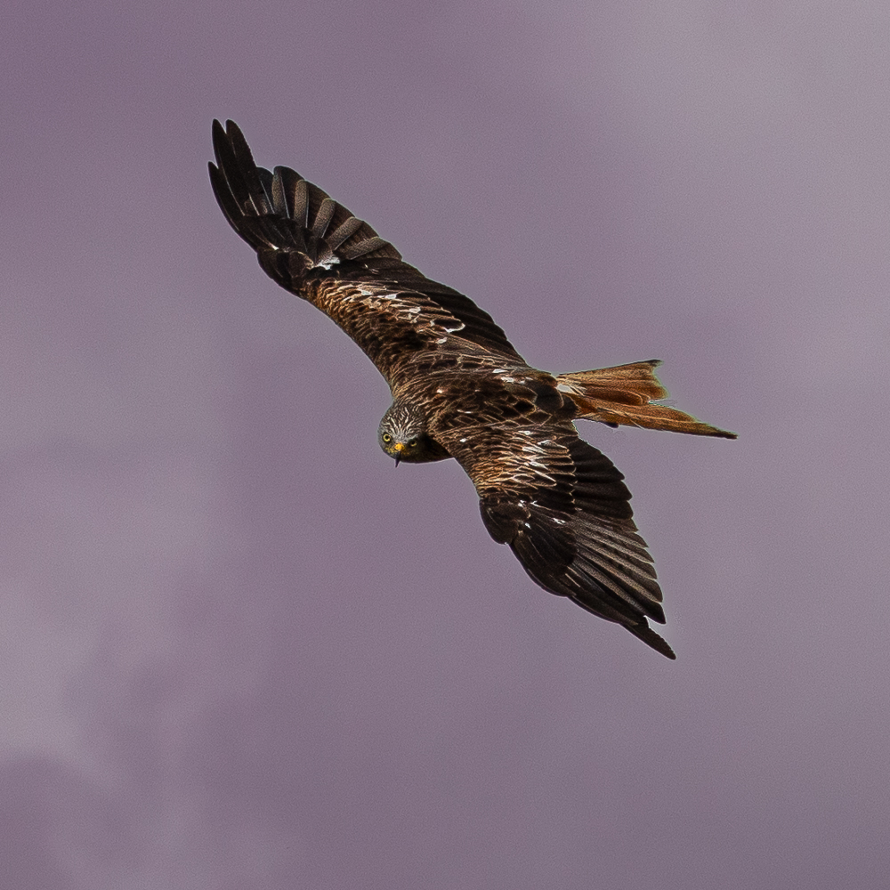 Photo tirée du livre "Au fil du temps - 12 mosi sur les pelouses calcaires d'Algrange - Nilvange"